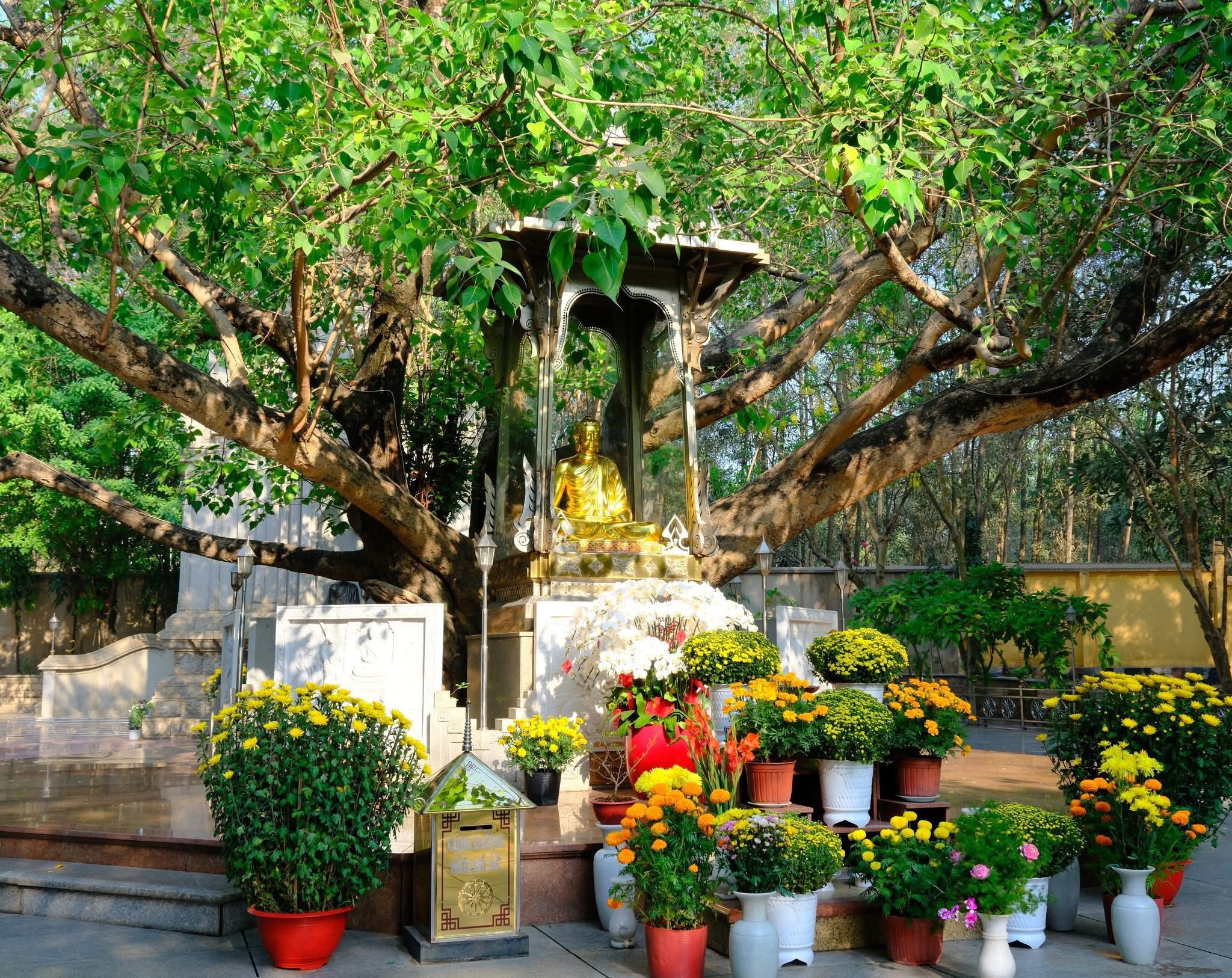 Cây bồ đề con từ đất Phật Ấn Độ tại Tổ Đình Bửu Long, được trang trí hoa cúc vàng dịp lễ